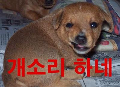 피식 이미지