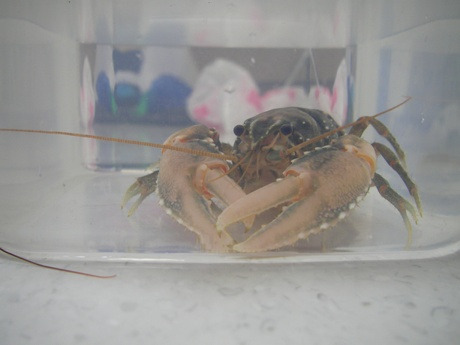 머레이크랩 이미지