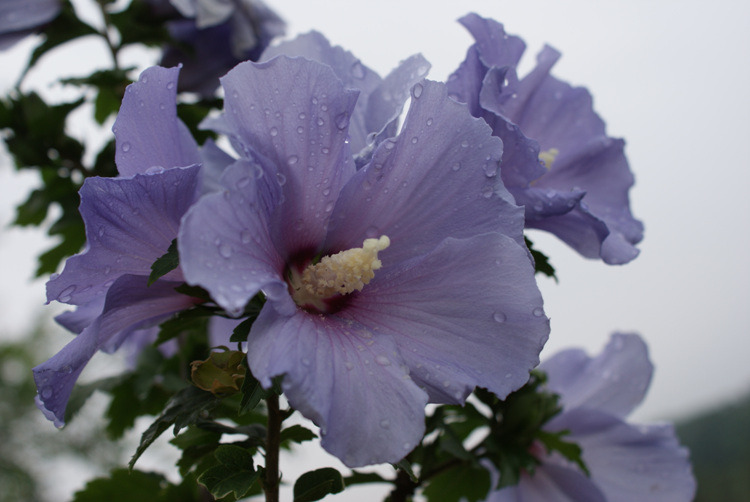 블루버드(Blue bird) 이미지